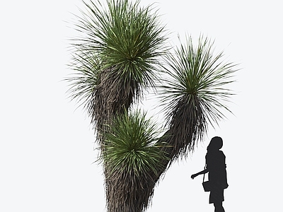 丝裂丝兰 观赏植物