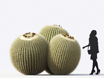 象牙球 金琥仙人球 沙漠植物