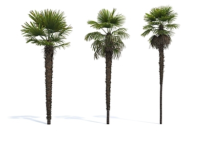 大王椰子树 王棕 文笔树 椰子树 国王椰子 假槟郎 树 树木