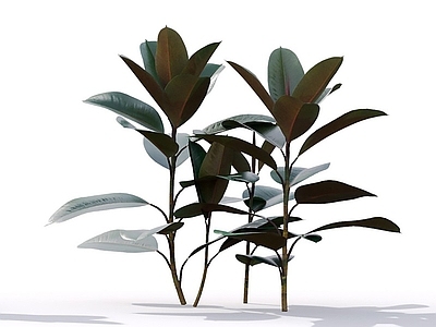 橡皮树 黑金刚
