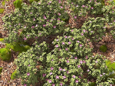 灌木 树 植物 花草 景观植物 园林