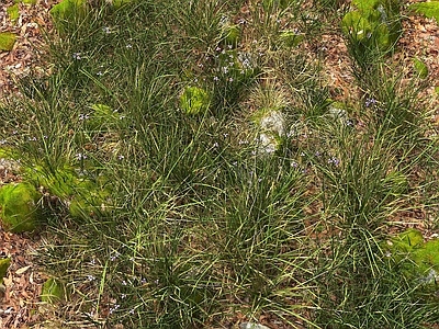 花草 花卉 草地 草坪