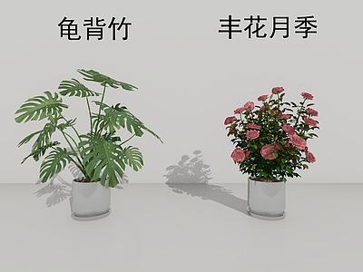 盆栽 白鹤芋 波士顿肾蕨 丰花月季 龟背竹