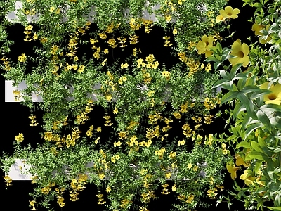 黄蝉属夹竹桃科藤蔓植物堆 黄色花藤蔓植物 软枝黄蝉紫婵花 墙藤蔓爬藤 绿植墙