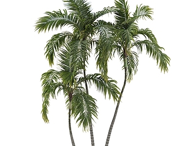 乔木 植物假槟榔
