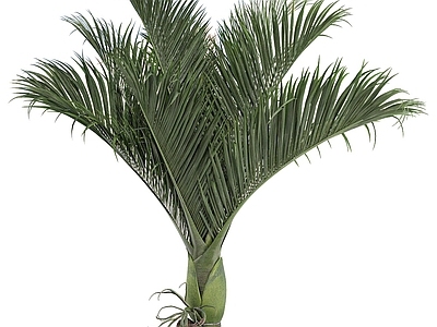 热带雨林植物 胡刷椰