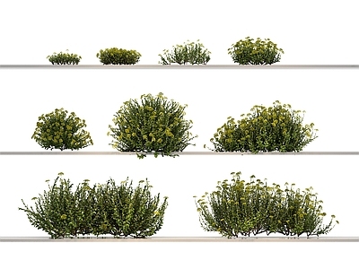 草 花草 花 草