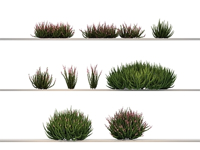 其他绿植 植物 绿植 花草 花 草