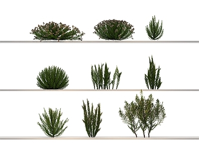 其他绿植 植物 花草 花 草