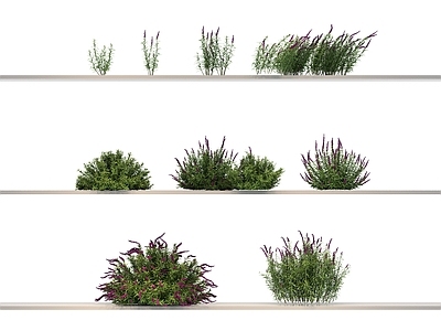 其他绿植 植物 花草 花 草
