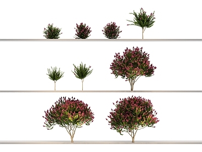其他绿植 植物 花草 花 草