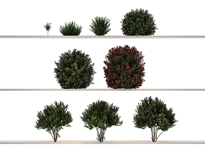 其他绿植 植物 花草 花 草