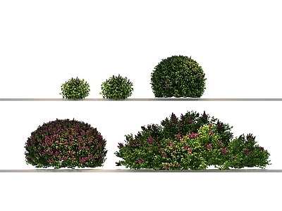 其他绿植 植物 绿植 花草 花 草