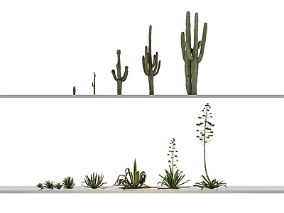 仙人掌 乔木 植物
