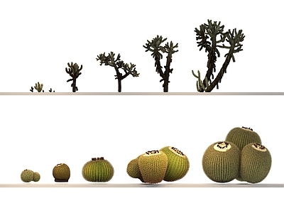 仙人掌 乔木 植物