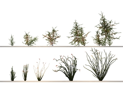 仙人掌 乔木 植物 绿植