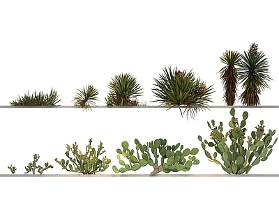 仙人掌 乔木 植物