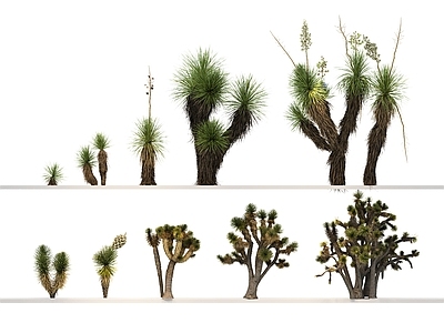 仙人掌 乔木 植物 绿植