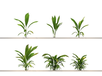 其他绿植 乔木 植物 花 草