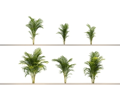 其他绿植 乔木 植物 花 草