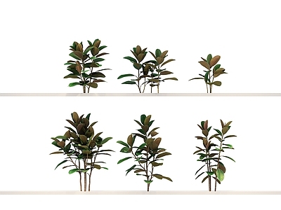 其他绿植 乔木 植物 花 草