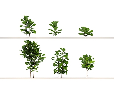 其他绿植 乔木 植物 花 草