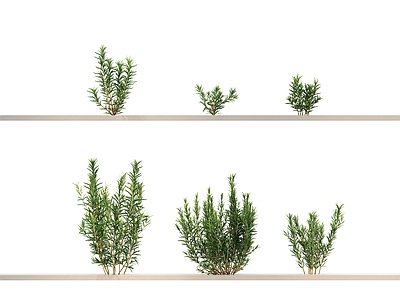 其他绿植 乔木 植物 花 草