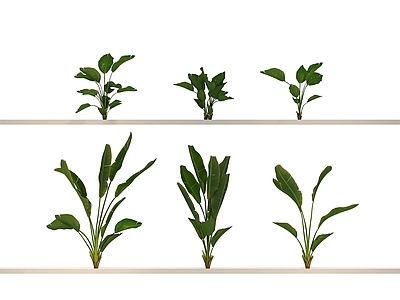 其他绿植 乔木 植物 花 草