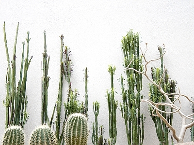 仙人掌绿植外墙墙面