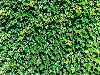 绿植爬藤外墙墙面