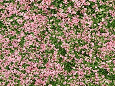 高清无缝花丛