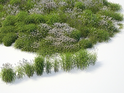 植物 荻