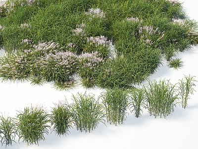 植物 黄金芒 五节芒 沼芒草
