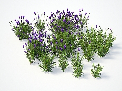 植物 树 薰衣草