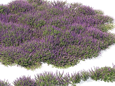 花草组合