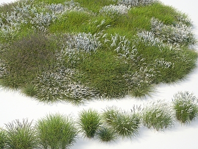 植物 芒