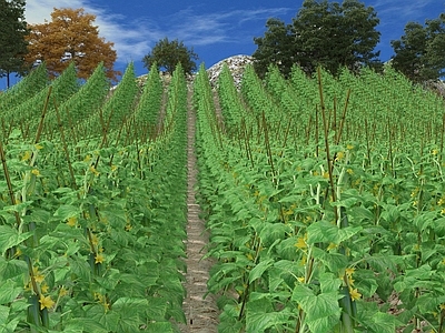 现代户外菜地黄瓜爬藤架地 农耕地种植园菜地农作物组合