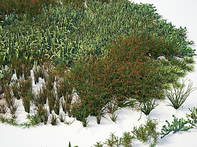 植物 热带灌木 梨果仙人掌沙棘福桂树