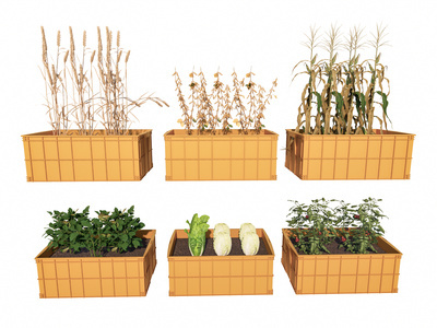 现代菜园 蔬菜植物 旧塑料篮子 废物利用 一米菜园