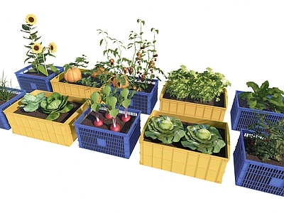 现代菜园 蔬菜植物 旧塑料篮子 废物利用 一米菜园 乡村庭院