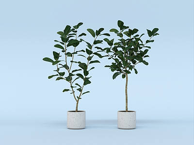 盆栽植物 花盆盆景 室内植物 花卉花瓶 灌木 美陈 花艺 奥黛丽榕树