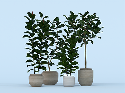 盆栽植物 花盆盆景 室内植物 花卉花瓶 灌木 美陈 花艺 奥黛丽榕树