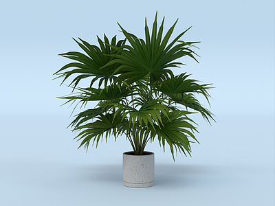 盆栽植物 花盆盆景 室内植物 灌木美陈花艺 喷泉棕榈 侏儒蒲葵 扇叶棕榈