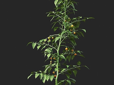 西红柿 番茄 农作物蔬菜粮食