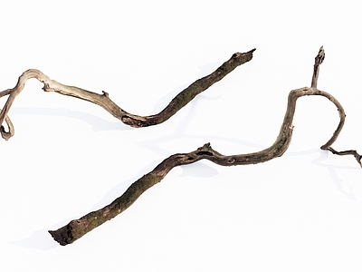 枯木 枯树枝