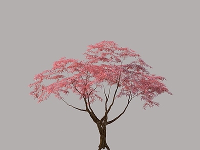 其他树木 红枫