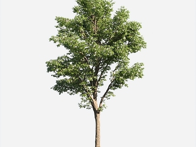 乔木 植物树