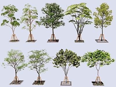乔木 行道树 树篦子 树支架 种植池 树盖板 雨水篦子
