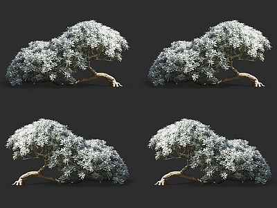 芙蓉菊 菊花 半灌木