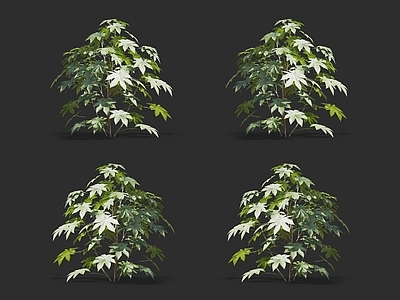 蓖麻 大麻子 灌木